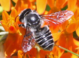 Flat-tailed Leafcutter Bee